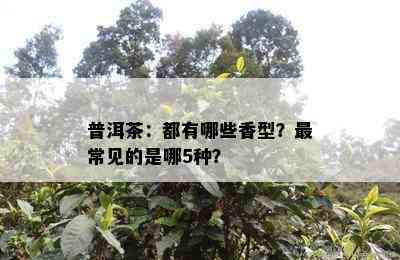 普洱茶：都有哪些香型？最常见的是哪5种？