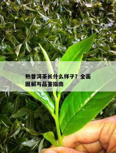 熟普洱茶长什么样子？全面图解与品鉴指南