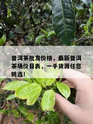 普洱茶批发价格，最新普洱茶场价目表，一手货源任您挑选！