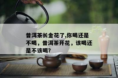 普洱茶长金花了,你喝还是不喝，普洱茶开花，该喝还是不该喝？