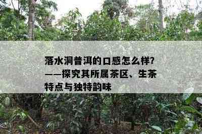 落水洞普洱的口感怎么样？——探究其所属茶区、生茶特点与特别韵味