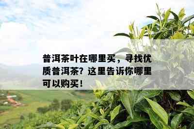 普洱茶叶在哪里买，寻找优质普洱茶？这里告诉你哪里可以购买！