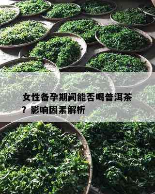 女性备孕期间能否喝普洱茶？作用因素解析