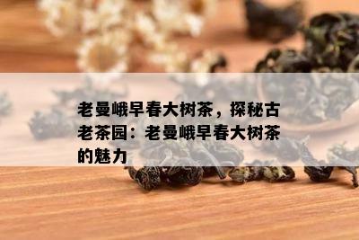 老曼峨早春大树茶，探秘古老茶园：老曼峨早春大树茶的魅力