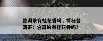 普洱茶有桂花香吗，探秘普洱茶：它真的有桂花香吗？