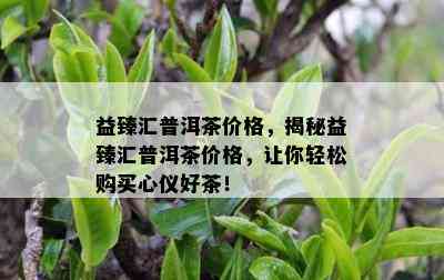 益臻汇普洱茶价格，揭秘益臻汇普洱茶价格，让你轻松购买心仪好茶！