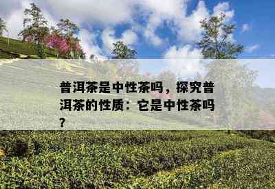 普洱茶是中性茶吗，探究普洱茶的性质：它是中性茶吗？