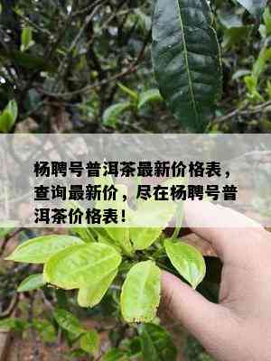 杨聘号普洱茶最新价格表，查询最新价，尽在杨聘号普洱茶价格表！