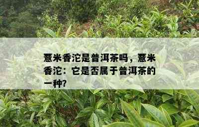 薏米香沱是普洱茶吗，薏米香沱：它是否属于普洱茶的一种？