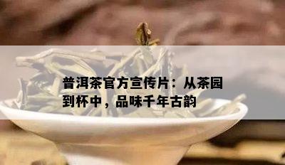 普洱茶官方宣传片：从茶园到杯中，品味千年古韵