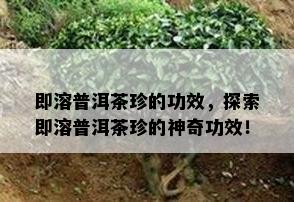 即溶普洱茶珍的功效，探索即溶普洱茶珍的神奇功效！