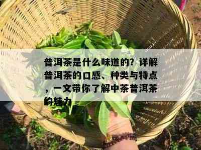 普洱茶是什么味道的？详解普洱茶的口感、种类与特点，一文带你熟悉中茶普洱茶的魅力