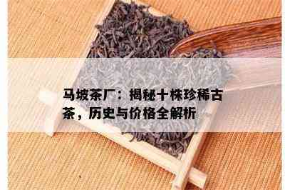 马坡茶厂：揭秘十株珍稀古茶，历史与价格全解析