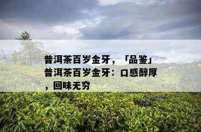 普洱茶百岁金牙，「品鉴」普洱茶百岁金牙：口感醇厚，回味无穷