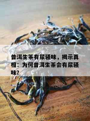 普洱生茶有尿骚味，揭示真相：为何普洱生茶会有尿骚味？