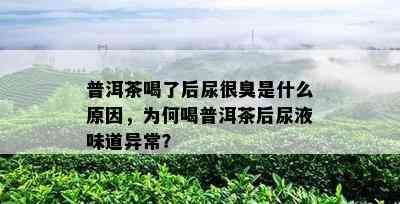 普洱茶喝了后尿很臭是什么起因，为何喝普洱茶后尿液味道异常？