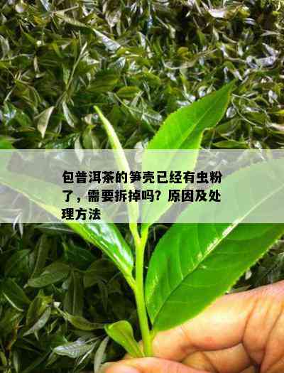 包普洱茶的笋壳已经有虫粉了，需要拆掉吗？原因及处理方法