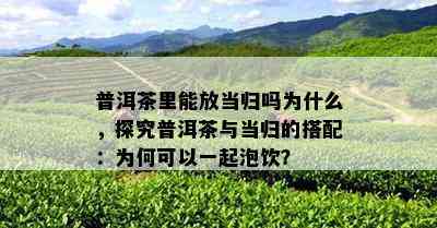 普洱茶里能放当归吗为什么，探究普洱茶与当归的搭配：为何可以一起泡饮？