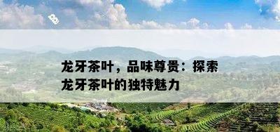 龙牙茶叶，品味尊贵：探索龙牙茶叶的独特魅力