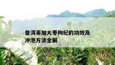 普洱茶加大枣枸杞的功效及冲泡方法全解