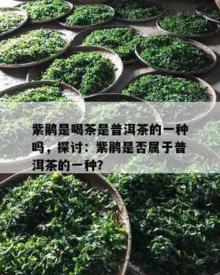 紫鹃是喝茶是普洱茶的一种吗，探讨：紫鹃是不是属于普洱茶的一种？