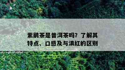 紫鹃茶是普洱茶吗？熟悉其特点、口感及与滇红的区别