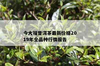 今大福普洱茶最新价格2019年全品种行情报告