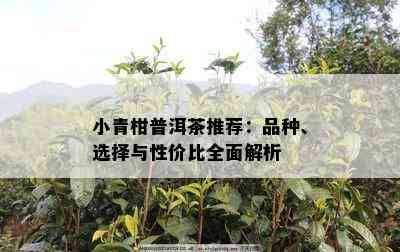 小青柑普洱茶推荐：品种、选择与性价比全面解析