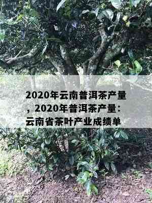 2020年云南普洱茶产量，2020年普洱茶产量：云南省茶叶产业成绩单