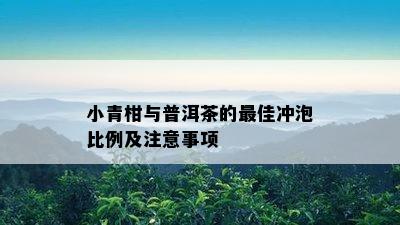 小青柑与普洱茶的更佳冲泡比例及留意事项