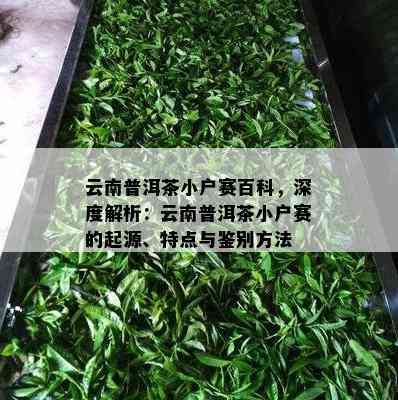 云南普洱茶小户赛百科，深度解析：云南普洱茶小户赛的起源、特点与鉴别方法