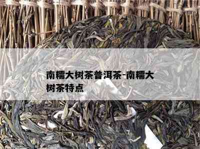 南糯大树茶普洱茶-南糯大树茶特点