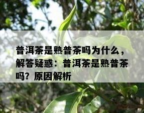 普洱茶是熟普茶吗为什么，解答疑惑：普洱茶是熟普茶吗？起因解析