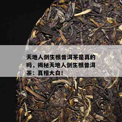 天地人倒生根普洱茶是真的吗，揭秘天地人倒生根普洱茶：真相大白！