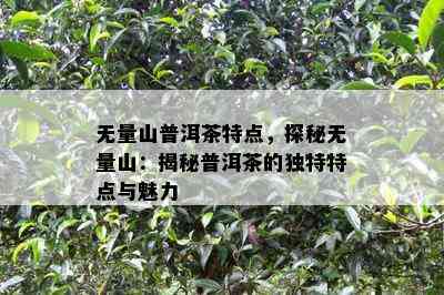 无量山普洱茶特点，探秘无量山：揭秘普洱茶的独特特点与魅力