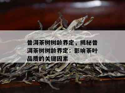 普洱茶树树龄界定，揭秘普洱茶树树龄界定：影响茶叶品质的关键因素