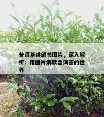 普洱茶讲解书图片，深入解析：用图片解读普洱茶的世界