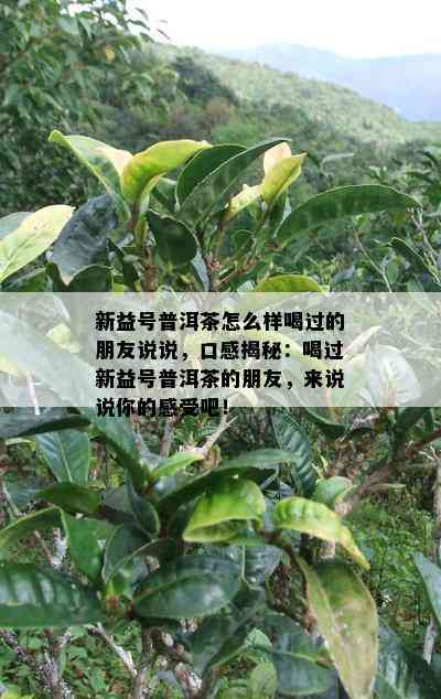 新益号普洱茶怎么样喝过的朋友说说，口感揭秘：喝过新益号普洱茶的朋友，而言说你的感受吧！