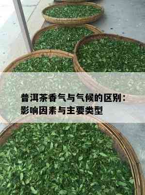 普洱茶香气与气候的区别：影响因素与主要类型