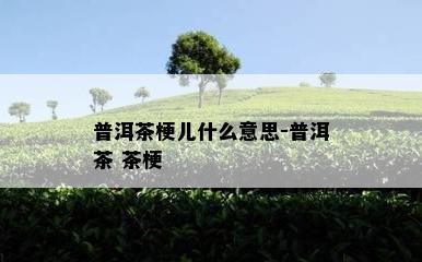 普洱茶梗儿什么意思-普洱茶 茶梗