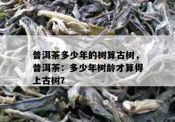 普洱茶多少年的树算古树，普洱茶：多少年树龄才算得上古树？