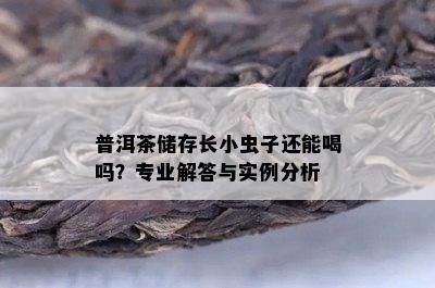 普洱茶储存长小虫子还能喝吗？专业解答与实例分析