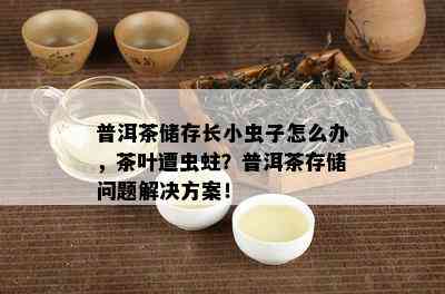 普洱茶储存长小虫子怎么办，茶叶遭虫蛀？普洱茶存储疑问解决方案！