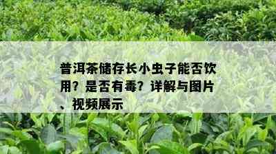 普洱茶储存长小虫子能否饮用？是不是有？详解与图片、视频展示