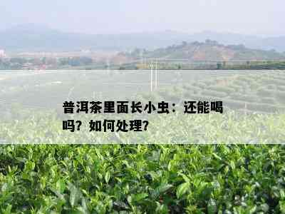 普洱茶里面长小虫：还能喝吗？怎样解决？