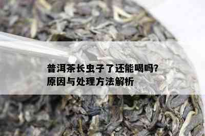 普洱茶长虫子了还能喝吗？起因与解决方法解析