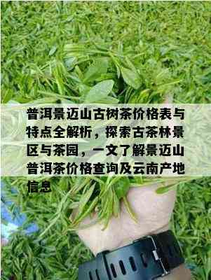 普洱景迈山古树茶价格表与特点全解析，探索古茶林景区与茶园，一文了解景迈山普洱茶价格查询及云南产地信息