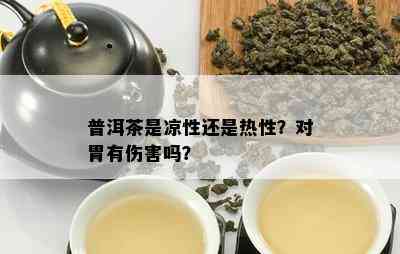 普洱茶是凉性还是热性？对胃有伤害吗？