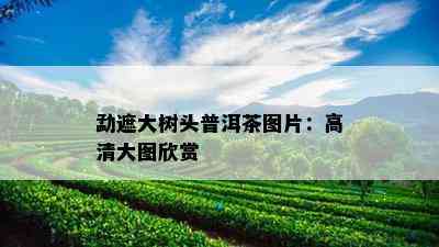 勐遮大树头普洱茶图片：高清大图欣赏