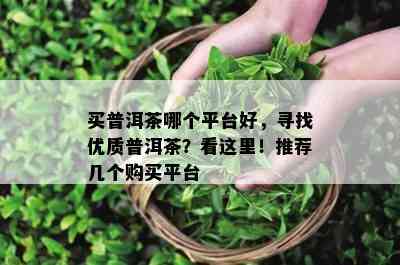 买普洱茶哪个平台好，寻找优质普洱茶？看这里！推荐几个购买平台